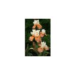 Nandina Botanik 2 Adet Iris-Süsen Pureobractea Çiçek Soğanı Kod 4036 Renkli