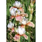 Nandina Botanik 2 Adet Iris-Süsen Pureobractea Çiçek Soğanı Kod 4043 Renkli