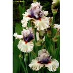 Nandina Botanik 2 Adet Iris-Süsen Pureobractea Çiçek Soğanı Kod 4044 Renkli
