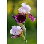 Nandina Botanik 2 Adet Iris-Süsen Pureobractea Çiçek Soğanı Kod 4046 Renkli