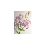 Nandina Botanik 2 Adet Iris-Süsen Pureobractea Çiçek Soğanı Kod 4048 Renkli