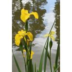 Nandina Botanik 2 Adet Iris-Süsen Pureobractea Çiçek Soğanı Kod 4057 Renkli