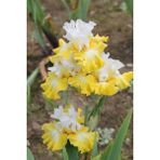Nandina Botanik 2 Adet Iris-Süsen Pureobractea Çiçek Soğanı Kod 4062 Renkli