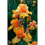 Nandina Botanik 2 Adet Iris-Süsen Pureobractea Çiçek Soğanı Kod 4074 Renkli