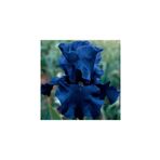 Nandina Botanik 2 Adet Iris-Süsen Pureobractea Çiçek Soğanı Kod 4079 Renkli