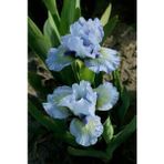 Nandina Botanik 2 Adet Iris-Süsen Pureobractea Çiçek Soğanı Kod 4084 Renkli