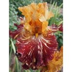 Nandina Botanik 2 Adet Iris-Süsen Pureobractea Çiçek Soğanı Kod 4090 Renkli