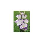 NANDİNA BOTANİK 2 Adet Iris-süsen Pureobractea Çiçek Soğanı Kod Renkli 4039