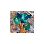 NANDİNA BOTANİK 2 Adet Iris-süsen Pureobractea Çiçek Soğanı Kod Renkli 4045