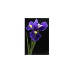 NANDİNA BOTANİK 2 Adet Iris-süsen Pureobractea Çiçek Soğanı Kod Renkli 4049