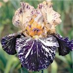 NANDİNA BOTANİK 2 Adet Iris-süsen Pureobractea Çiçek Soğanı Kod Renkli 4080