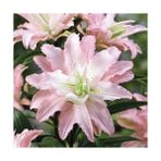 Nandina Botanik 3 Adet Aktmerli Soft Pembe Kokulu Lilyum (Zambak) Çiçeği Soğanı - 1