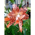 Nandina Botanik 3 Adet Benekli Açık Turuncu Kokulu Lilyum (Zambak) Çiçeği Soğanı - 1