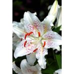 Nandina Botanik 3 Adet Beyaz Renkli Turuncu Çilli Kokulu Lilyum (Zambak) Çiçeği Soğanı - 1