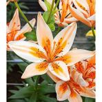 Nandina Botanik 3 Adet Fildişi Kokulu Lilyum (Zambak) Çiçeği Soğanı - 1