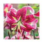 Nandina Botanik 3 Adet Fuşya Kokulu Lilyum (Zambak) Çiçeği Soğanı - 1