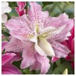 Nandina Botanik 3 Adet Katmerli Çilli Pembe Kokulu Lilyum (Zambak) Çiçeği Soğanı - 1