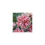 Nandina Botanik 3 Adet Katmerli Ebruli Pembe Kokulu Lilyum (Zambak) Çiçeği Soğanı - 1
