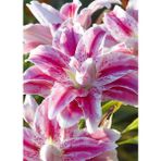 Nandina Botanik 3 Adet Katmerli Koyu Ebruli Kokulu Lilyum (Zambak) Çiçeği Soğanı - 1