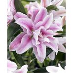 Nandina Botanik 3 Adet Katmerli Lila Kokulu Lilyum (Zambak) Çiçeği Soğanı - 1