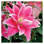 Nandina Botanik 3 Adet Katmerli Parlak Pembe Kokulu Lilyum (Zambak) Çiçeği Soğanı - 1