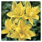 Nandina Botanik 3 Adet Katmerli Pastel Sarı Kokulu Lilyum (Zambak) Çiçeği Soğanı