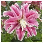 Nandina Botanik 3 Adet Katmerli Şeker Pembe Kokulu Lilyum (Zambak) Çiçeği Soğanı - 1
