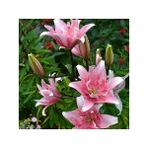 Nandina Botanik 3 Adet Katmerli Soft Pembe Kokulu Lilyum (Zambak) Çiçeği Soğanı - 1