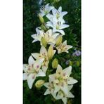 Nandina Botanik 3 Adet Kırçıllı Beyaz Kokulu Lilyum (Zambak) Çiçeği Soğanı - 1