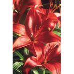 Nandina Botanik 3 Adet Kiremit Rengi Kokulu Lilyum (Zambak) Çiçeği Soğanı - 1