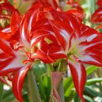 Nandina Botanik 3 Adet Kırmızı Beyaz Kokulu Lilyum (Zambak) Çiçeği Soğanı - 1