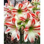 Nandina Botanik 3 Adet Kırmızı Beyaz Şeritli Kokulu Lilyum (Zambak) Çiçeği Soğanı - 1