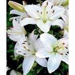 Nandina Botanik 3 Adet Kokulu Beyaz Gelin Lilyum (Zambak) Çiçeği Soğanı - 1