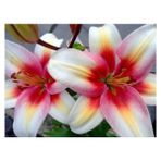 Nandina Botanik 3 Adet Kokulu Dört Renk Geçişli Lilyum (Zambak) Çiçeği Soğanı - 1