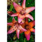 Nandina Botanik 3 Adet Kokulu Geçişli Lilyum (Zambak) Çiçeği Soğanı - 1