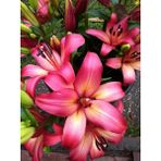 Nandina Botanik 3 Adet Kokulu Kadife Pembe Zambak (Lilyum) Çiçeği Soğanı - 1