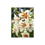 Nandina Botanik 3 Adet Kokulu Krem Rengi Lilyum (Zambak) Çiçeği Soğanı - 1