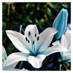 Nandina Botanik 3 Adet Kokulu Mavili Beyaz Lilyum (Zambak) Çiçeği Soğanı - 1