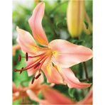 Nandina Botanik 3 Adet Kokulu Soft Lilyum (Zambak) Çiçeği Soğanı - 1
