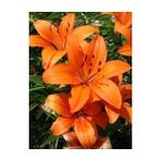 Nandina Botanik 3 Adet Pastel Turuncu Kokulu Lilyum (Zambak) Çiçeği Soğanı - 1