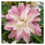 Nandina Botanik 3 Adet Pembe Beyaz Iki Renkli Kokulu Lilyum (Zambak) Çiçeği Soğanı - 1