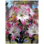 Nandina Botanik 3 Adet Pembe Kenarlı Beyaz Kokulu Lilyum (Zambak) Çiçeği Soğanı - 1