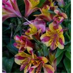 Nandina Botanik 3 Adet Sarı Pembe Şeritli Kokulu Lilyum (Zambak) Çiçeği Soğanı - 1