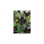 Nandina Botanik 3 Adet Siyah Kokulu Lilyum (Zambak) Çiçeği Soğanı - 1