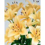 Nandina Botanik 3 Adet Soft Sarı Kokulu Lilyum (Zambak) Çiçeği Soğanı - 1