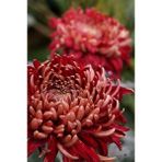 Nandina Botanik 3 Adet Yıldız Çiçeği Soğanı ( Dahlıa Yumrusu) Dev Kiremit Rengi - 1