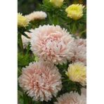 Nandina Botanik 3 Adet Yıldız Çiçeği Soğanı ( Dahlıa Yumrusu) Dev Uçuk Pembe - 1