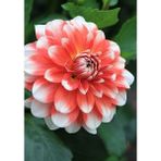 Nandina Botanik 3 Adet Yıldız Çiçeği Soğanı ( Dahlıa Yumrusu) Ebruli Mercan - 1