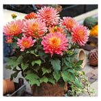 Nandina Botanik 3 Adet Yıldız Çiçeği Soğanı ( Dahlıa Yumrusu) Geçişli Pembe - 1