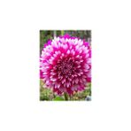 Nandina Botanik 3 Adet Yıldız Çiçeği Soğanı ( Dahlıa Yumrusu) Iki Pembe Geçişli - 1